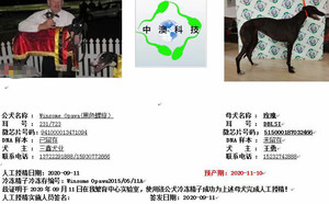 黑色螺旋X玫瑰 DBLS1，515000187032466.jpg