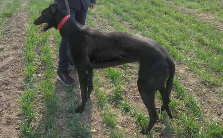 格力犬飞鱼图片