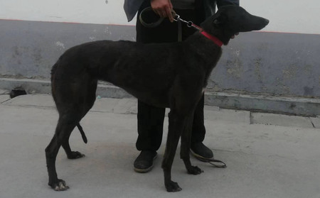 黑妮 900215001894661