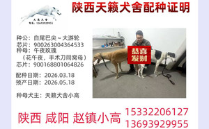 白尾巴尖大游轮X午夜玫瑰 900168801064826，WYLX79A.jpg