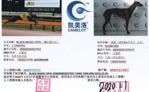 魔法蛋白石X小狐狸 990000001070474，NLEM1605.jpg