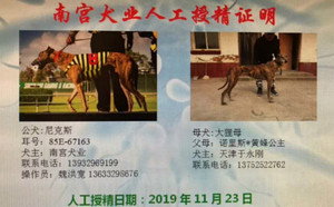 尼克斯X狸母 900111880089666.jpg