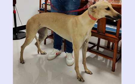 哈利少女 900168022046958 - 格力犬yy--格力犬中英文血统查询