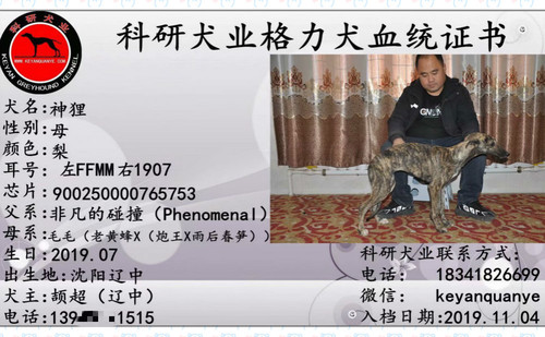 神狸 900250000765753，FFMM1907