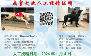 哈瓦那X妞妞 941000225081061.jpg
