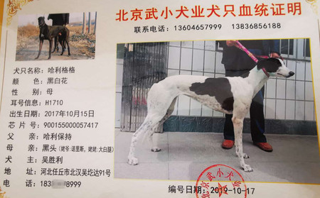 哈利格格 900155000057417，H1710