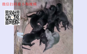 微信视频2026-06-01_19552[00_00_03][20260601-195750].jpg