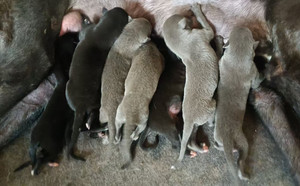 阿斯顿吉甘特X大黑 900168801097667，CXDD2012.jpg