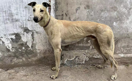 圈霸 941000225081736，HJWCAWT