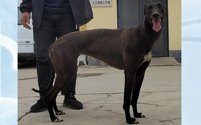 黑牡丹 900219000431142