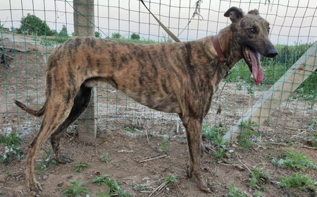 嘉里大男孩 900215002141062 - 格力犬yy--格力犬中英文血统查询