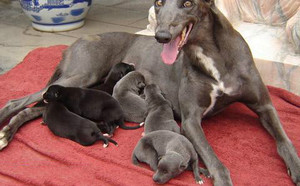 灿烂的背风X鲨鱼 Historicity，14F 8441.jpg