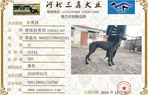 格力犬中英文血统查询