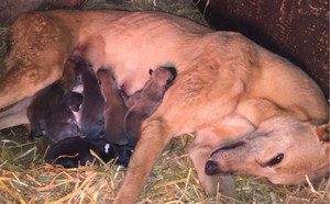 魔法蛋白石X海浪公主 156111110029513.jpg