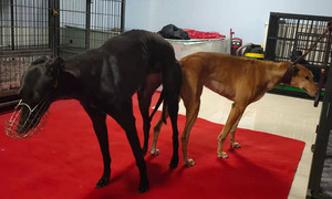 科南斯之星X菲特 Anywhere Anytime，956000008462570，B05V.jpg