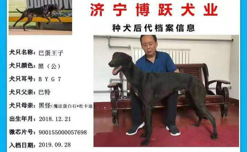 巴蛋王子 900155000057698，BYG7