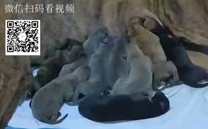 吉甘特X翻羽 900215005763936，J312A.jpg