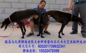 路易X大艾米900201709632341,2018年6月22日配.jpg