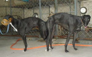 指挥官扎克X天使 Ashby Angel.jpg