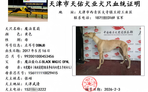 魔法茉莉 DBNJ8，992001000453456