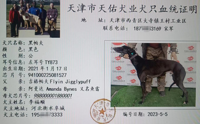 黑帕夫 941000225081527，TY873