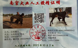 幻觉霸王X辉煌尼克斯 900023069809942.jpg