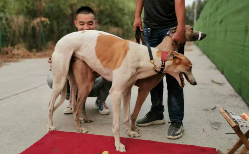 格力犬飞狼图片