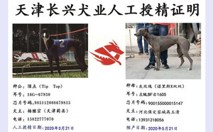 顶点X灰玫瑰 NLBF 1605，900155000015147.jpg