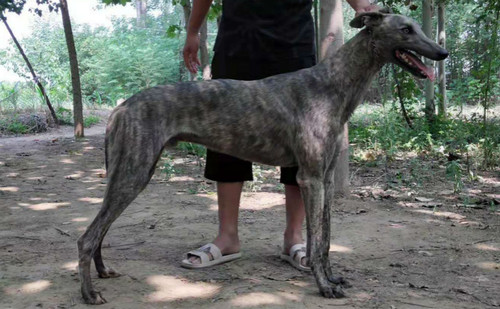 辉煌碰撞 gzqs 1807a,900128001210119 - 格力犬yy--格力犬中英文血统