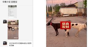 顶蜂X奶糖 900023069809677.jpg