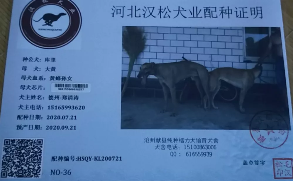 格力犬库里血统图片