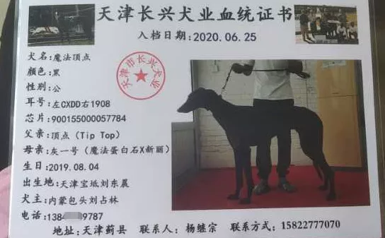 格力犬血统证书图片