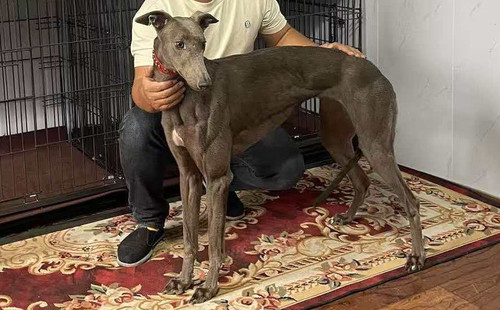 猎齿 900255002700935