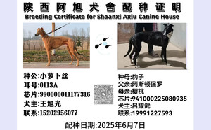 小萝卜丝X豹子 941000225080935，BLYT1.jpg