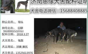 狼头X白腿 941000015219313.jpg