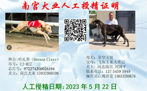 哈瓦那X星空天使 900115000680357，NGXH517A.jpg