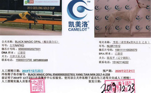 魔法蛋白石X雪豹 900023344088278，NLBF1512，156111110029370.jpg