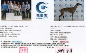 飞狼X耳毛子 900250000253851，GAOD.jpg