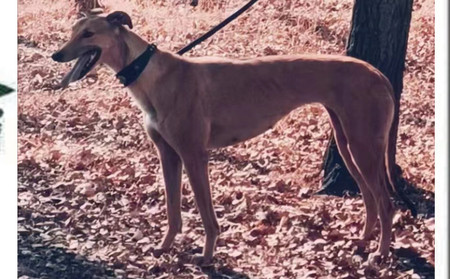 小哇塞 900022050091344