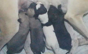 烈火战神X小米 HZXB 0078T，941000015046813.jpg