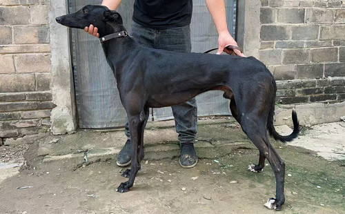 摩根男孩 900255002655056