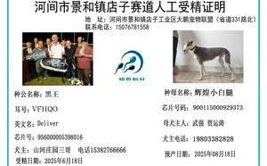 黑王X辉煌小白腿 NGXH 717M，900115000929373.jpg