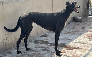 独眼8号 156111110088718，NGXH516BA.jpg