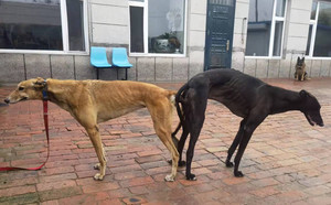 科南斯之星X菲特 Anywhere Anytime，956000008462570，B05V.jpg