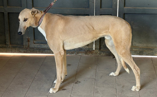 黄游轮 900022050090581