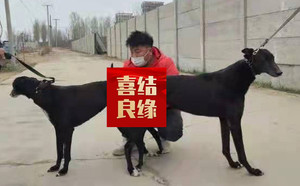 魔法枪X幻想公主 900215000085704.jpg