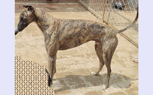 大狸子 900022092023858