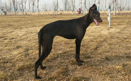 格力犬中英文血统查询