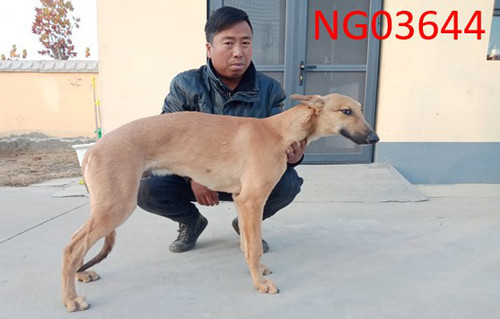 黄牛 900115000989967，NGXH720M