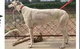 花点 900168801090357